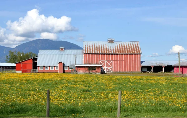 一个历史悠久的农场 建筑物座落在绿草和黄色蒲公英的地毯上 — 图库照片