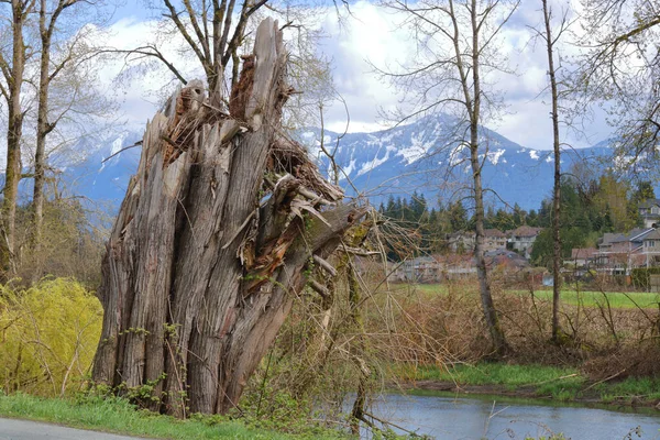 Podre Rasgado Desfiado Restos Toco Árvore Decomposição Devastado Por Tempestades — Fotografia de Stock
