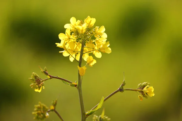 Vista Cercana Detallada Una Flor Canola Color Amarillo Brillante Con — Foto de Stock