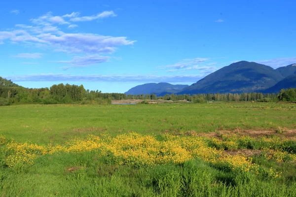 Breed Landschappelijk Uitzicht Bergachtig Grasland Helder Met Canola Onkruid Gezien — Stockfoto