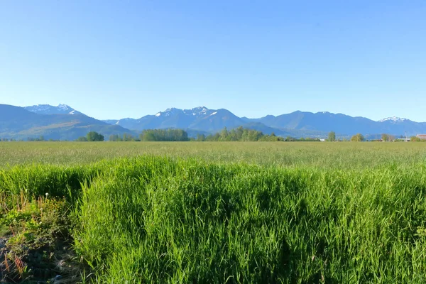 Široký Krajinný Pohled Husté Zelené Travní Porosty Připravené Sklizni Zemědělské — Stock fotografie