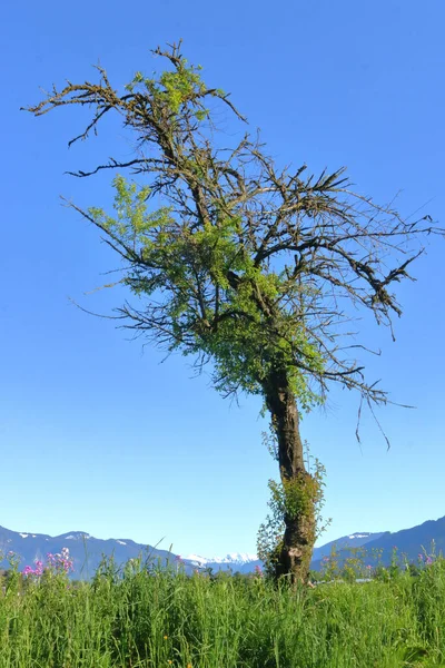 緑の芝生と遠くの山脈に囲まれた枯死木の垂直肖像画 — ストック写真