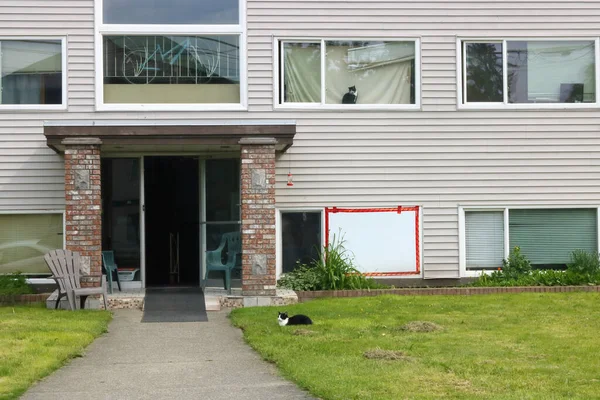 Comportamiento Del Gato Como Gato Tabby Sienta Una Ventana Mirando —  Fotos de Stock