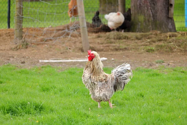 Full Left Profile View Strutting Rooster Damaged Crown — Stock Photo, Image