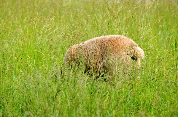 Dicht Gedetailleerd Uitzicht Een Volwassen Lam Zijn Vacht Terwijl Omgeven — Stockfoto