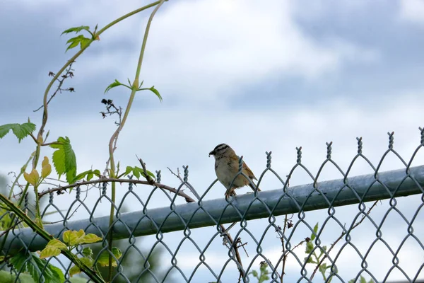 White Crowned Sparrow Perched Metal Fence Insect Its Beak Sparrow — Stock Photo, Image
