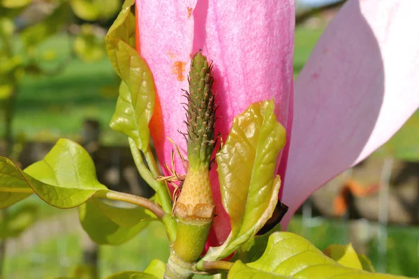 Nauwe Gedetailleerde Weergave Van Een Grote Gem Magnolia Bloem Met — Stockfoto