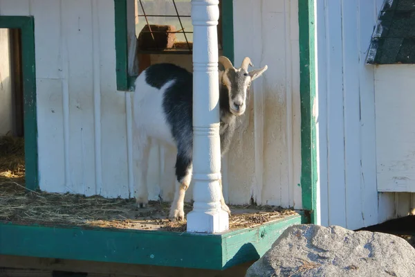 Goat Behavior Shy Goat Finds Protection Wooden Post While Peeking — Stock Photo, Image