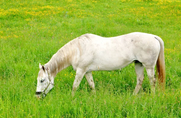 草の茂った緑豊かなフィールドでの成人の白い種牡馬の放牧の完全な左側のプロフィールビューでは 上の放牧 — ストック写真