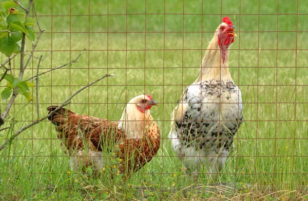 Hen Rooster Enjoy Security Wire Fencing Used Keep Predators Away — Stock Photo, Image