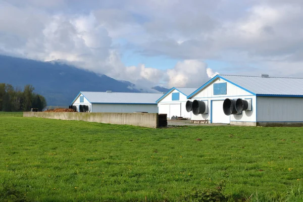 Büyük Endüstriyel Turbo Vantilatörler Sıcak Yaz Aylarında Modern Çiftlik Hayvanları — Stok fotoğraf