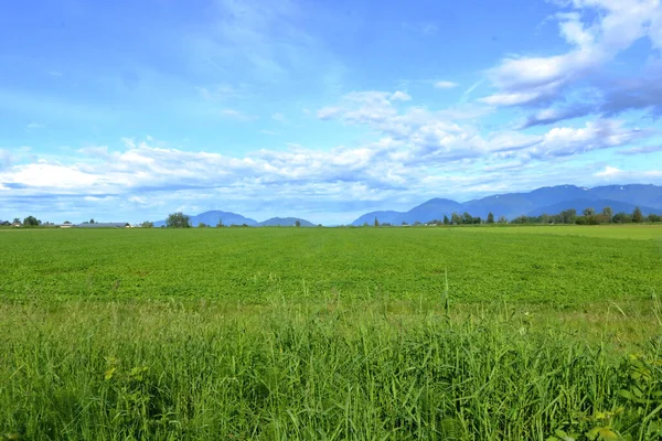 农村土地上覆盖着一层厚厚的草原 覆盖在夏日的天空之下 — 图库照片