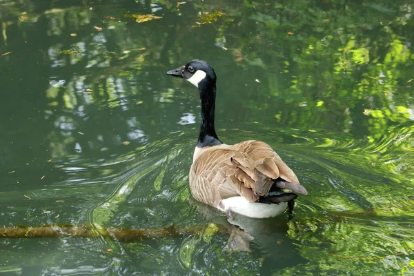 Vista Completa Adulto Canada Goose Nadando Direita Para Esquerda Água — Fotografia de Stock