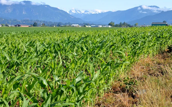 Wide Landscape View Prime Corn Field Ripening Beautiful Mountain Valley — Stok fotoğraf