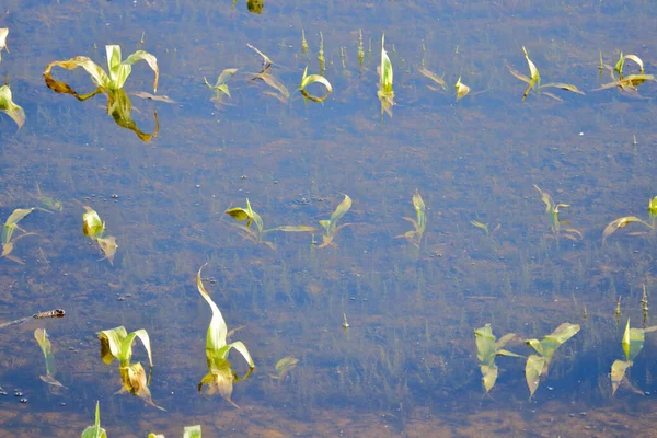 Wide View Corn Beginning Mature Field Saturated Flooded Water — 스톡 사진