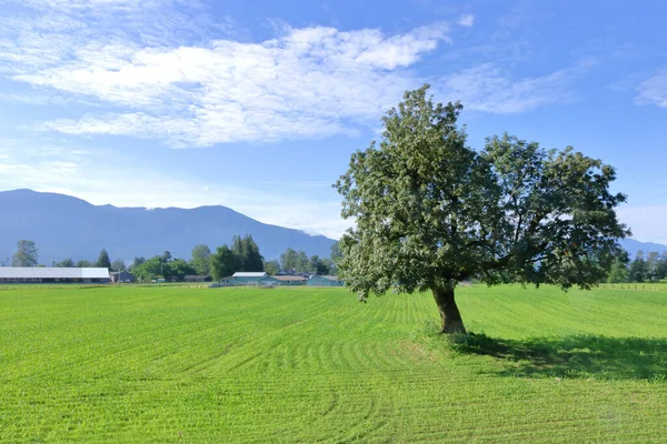 Single Shade Tree Right Framed Stands Lush Green Grassland Summer — Fotografia de Stock