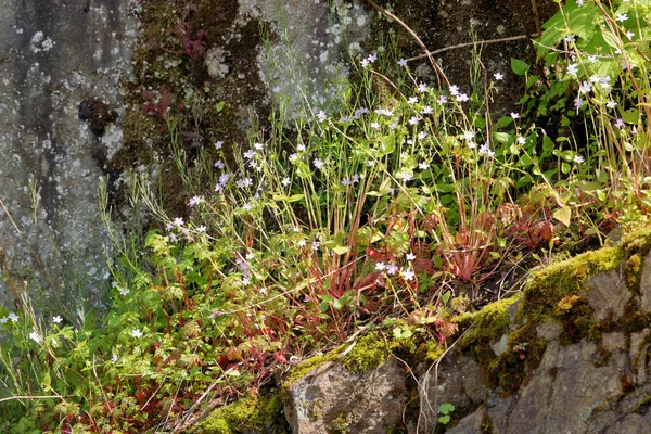Background Wild Plants Perched Rocky Crevasse Grass Weeds Include Blue — Foto de Stock
