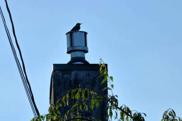 Nature Background Silhouette Adult Woodpecker Perched Chimney — Stockfoto