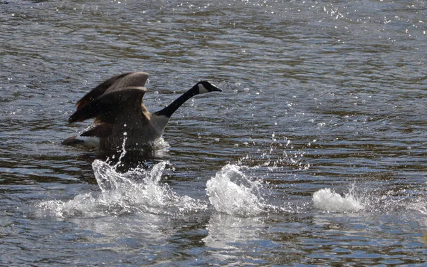 Adulto Canada Goose Tomando Voo Esquerda Para Direita Busca Seu — Fotografia de Stock