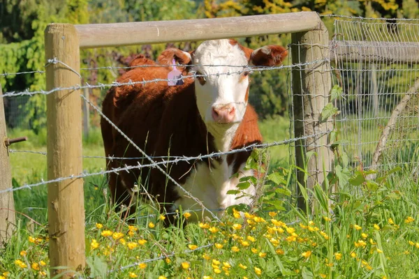A Jersey dairy cow stands fenced by barbed wire fence looking beyond her caged grazing field.