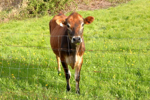 Full Frontal View Curious Calf Standing Wire Fence Watching Stranger — Stok fotoğraf