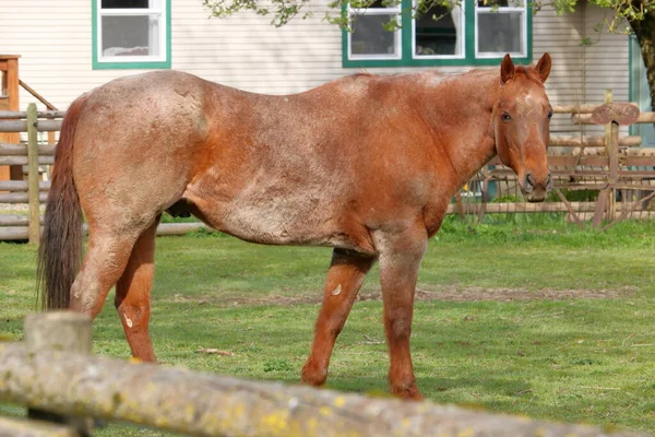 Full Right Profile View Brown Stallion Scars Other Visible Neglected — Stock Fotó