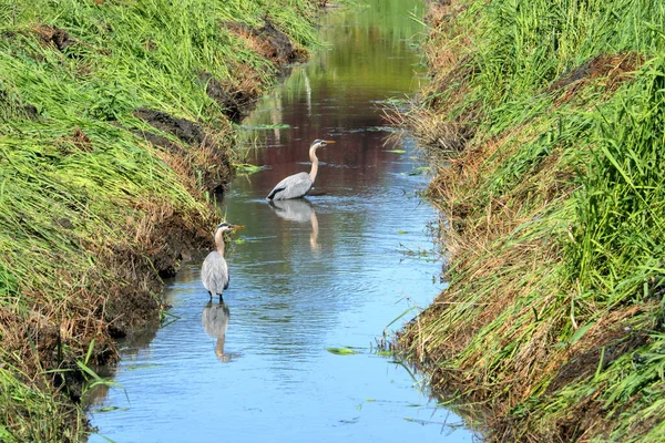 Pair Brown Herons Stand Clean Blue Canal Keeping Careful Watch — Stock Photo, Image