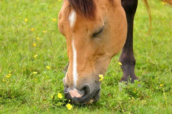 Detailní Pohled Dospělého Koně Pasoucího Svěžím Letním Poli — Stock fotografie