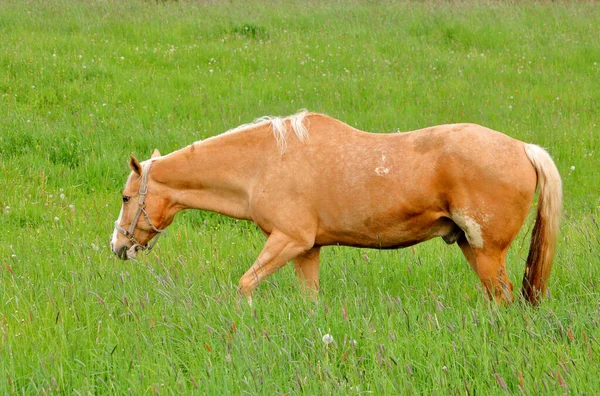 Full Left Side Profile Stallion Lesions Scrapes His Coat Grazing — 스톡 사진