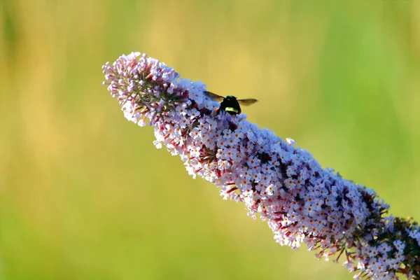 Wasp Its Wings Spread Pollinates Small White Flowers Stem Persicaria — Foto de Stock