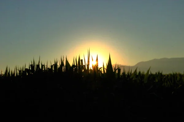 Dawn Early Morning Sun Appears Rises Maturing Cornfield — Stock Fotó