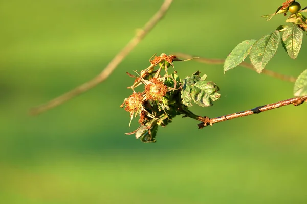 Close Detailed View Wild Blackberries Dealing Severe Drought Conditions — Foto de Stock