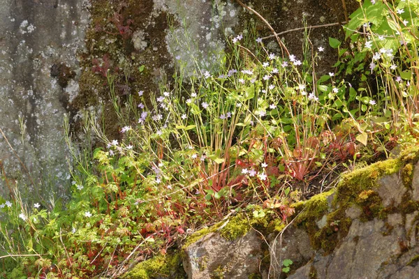 Background Low Angle View Wild Weeds Flowering Rocky Crevasse — Foto de Stock