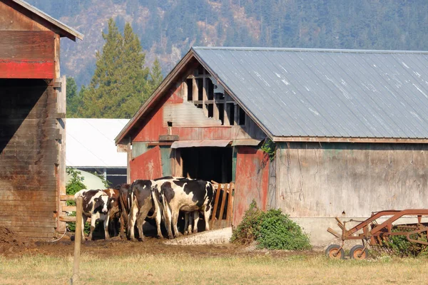 Dirty and neglected, a group of Holstein dairy cows stand by dilapidated farm buildings.