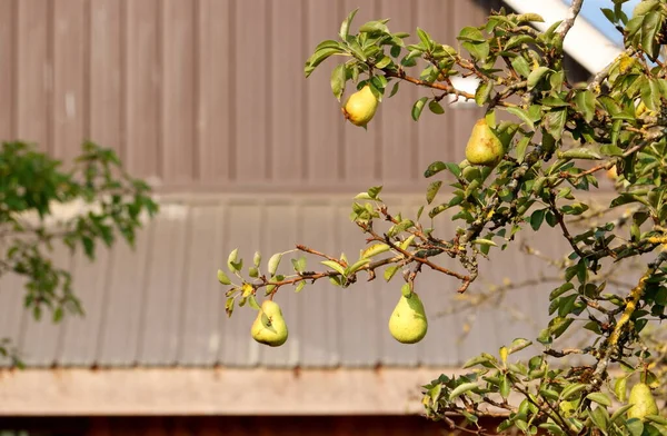 Wide View Rural Pear Tree Green Pears Ripening Front Brown — Stock Photo, Image