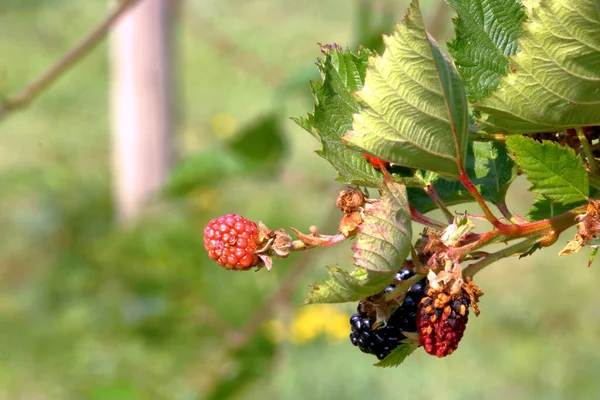 Wide View Wild Blackberry Its Ripening Stage Drought Conditions Hot — стоковое фото