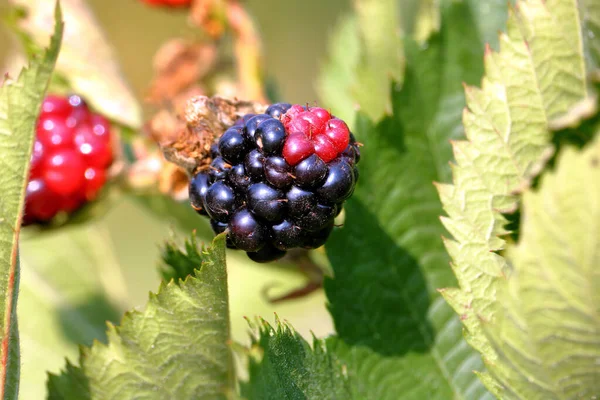 Close Detailed View Wild Blackberry Its Ripening Stage Hot Dry — Fotografia de Stock