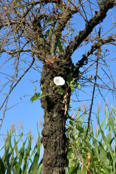 在一棵枯死的小山核桃树的树干上 一株白色的月桂花围绕着它 这是一幅近景 纵观全景 — 图库照片