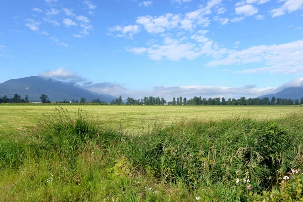 新鮮に切り取られた田舎のエーカーの草原の広い 抜本的なビュー — ストック写真