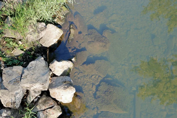 俯瞰一条布满海藻和烟尘的不健康小河 — 图库照片