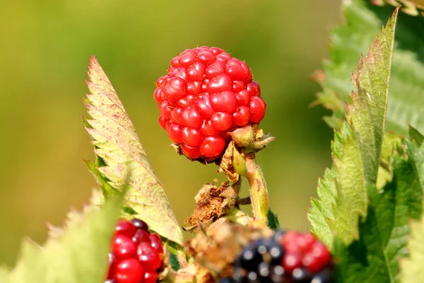 Portrait Wild Berry Ripening Branch Leaves Showing Signs Drought Conditions — Stock Photo, Image