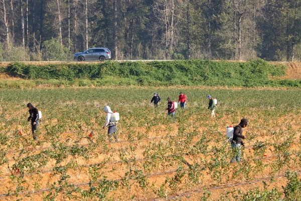 移民は危険な化学物質にそれらを公開ブルーベリー作物に農薬を噴霧するために雇われている — ストック写真