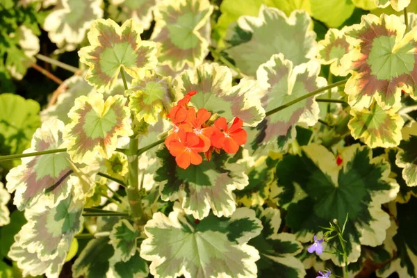 Taustaa Kuva Täynnä Geranium Lehdet Puutarhassa Punainen Kukka Keskellä — kuvapankkivalokuva