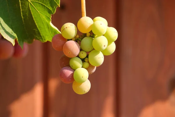 Vista Cercana Detallada Las Uvas Que Maduran Una Vid Con — Foto de Stock