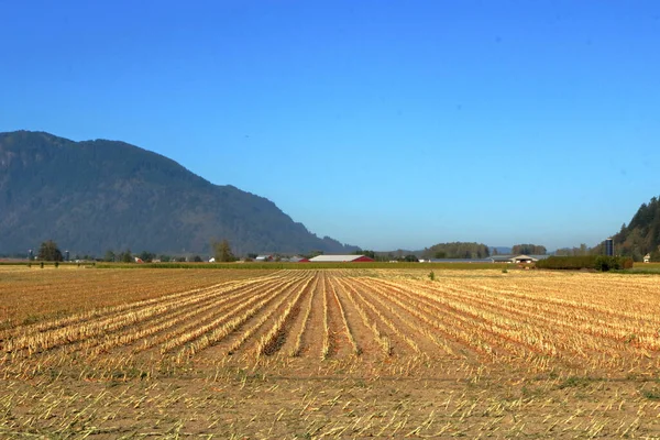 収穫された骨の乾燥したトウモロコシ畑の上には 澄んだ青い空がかかっています — ストック写真