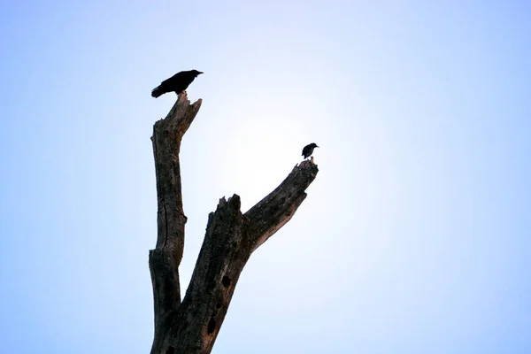 Silhouette Merlo Scricciolo Arroccato Sul Ceppo Albero Morto Con Sole — Foto Stock