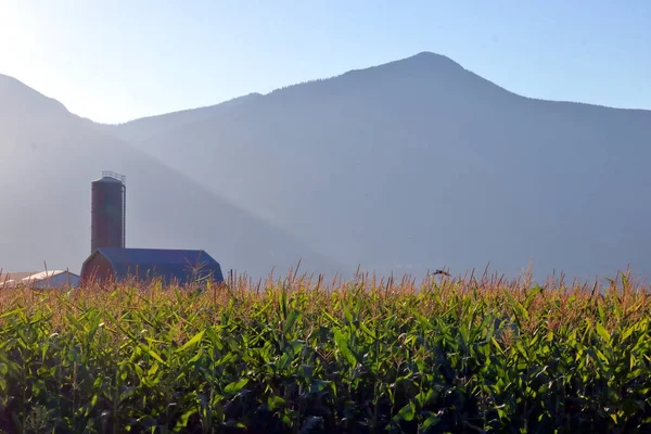 Früh Morgens Ackerland Mit Sonnenlicht Das Ein Reifes Maisfeld Silo — Stockfoto
