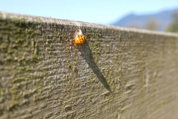 무당벌레는 울타리에 끈적끈적 이떨어지는 발견하고는 그림자를 드리워 — 스톡 사진