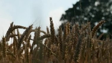 Ekinlerin Sallanan Köklerinin Yakın Çekimi Güzelce