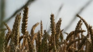 Yakın plan Buğday Kökleri Ufkusu ve Gökyüzü Arkaplanda